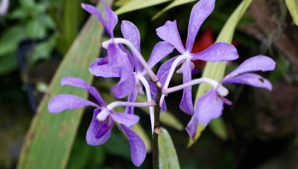 Orchids from the Panamanian Nature Reserve’s Orchid Garden